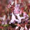 Abelia Pinky Bells -Plantes Séries Magasin Abelia Pinky Bells Noble 83904 1