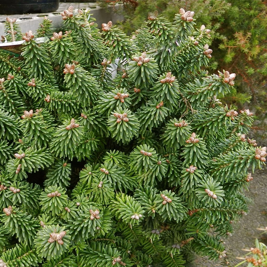 Sapin Nain - Abies Balsamea Piccolo 3 Sapin Nain - Abies Balsamea Piccolo