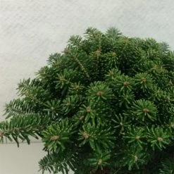 Sapin De Corée - Abies Koreana Tundra
