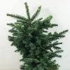 Sapin Noble - Abies Procera Bizarro 2 Sapin Noble - Abies Procera Bizarro -Plantes Séries Magasin Abies procera Bizarro 616002 1