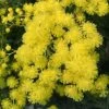 Mimosa - Acacia Dealbata -Plantes Séries Magasin Acacia dealbata 84794 1