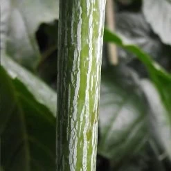 Acer Conspicuum Silver Vein - Erable à Peau De Serpent