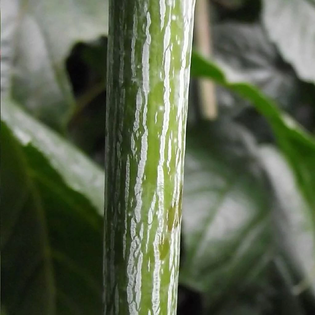 Acer Conspicuum Silver Vein - Erable à Peau De Serpent 3 Acer Conspicuum Silver Vein - Erable à Peau De Serpent