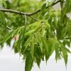 Érable à Feuille De Frêne - Acer Negundo -Plantes Séries Magasin Acer negundo 781530 1