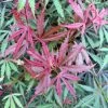 Érable Du Japon Jerre Schwartz - Acer Palmatum -Plantes Séries Magasin Acer palmatum Jarre Schwartz 89581 1