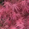Erable Du Japon - Acer Palmatum Red Pygmy 2 Erable Du Japon - Acer Palmatum Red Pygmy -Plantes Séries Magasin Acer palmatum Red Pygmy 83922 1