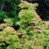 Erable Du Japon - Acer Palmatum Sangokaku (Senkaki) -Plantes Séries Magasin Acer palmatum Sangokaku Senkaki 83923 1