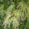 Érable Du Japon - Acer Palmatum Seiryu -Plantes Séries Magasin Acer palmatum Seiryu 1002392 1