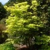 Érable Du Japon - Acer Shirasawanum Aureum 2 Érable Du Japon - Acer Shirasawanum Aureum -Plantes Séries Magasin Acer shirasawanum Aureum ld wlcutler 781553 1