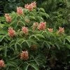 Aesculus Pavia Koehnei - Marronnier D'ornement 2 Aesculus Pavia Koehnei - Marronnier D'ornement -Plantes Séries Magasin Aesculus pavia Koehnei 83939 1