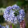 Agapanthe Full Moon -Plantes Séries Magasin Agapanthe Full Moon Agapanthus praecox subsp orientalis IF 18024 1