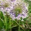 Agapanthe Hybride Fireworks -Plantes Séries Magasin Agapanthus Fireworks 88871 3