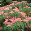Albizia Julibrissin Ombrella - Arbre à Soie -Plantes Séries Magasin Albizia julibrissin Ombrella ld wlcutler 781540 1