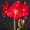 Amaryllis Candy Cream (Candy Queen) - Hippeastrum -Plantes Séries Magasin Amaryllis Candy Cream Candy Queen Hippeastrum IF 17548 1