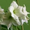 Amaryllis Luna -Plantes Séries Magasin Amaryllis Luna 56705 1