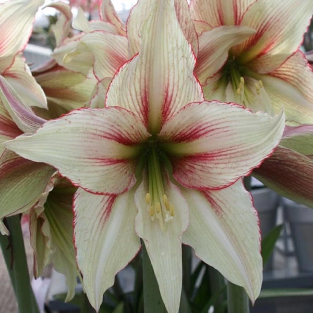 Amaryllis Magic Green 3 Amaryllis Magic Green