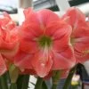 Amaryllis Rosalie 2 Amaryllis Rosalie -Plantes Séries Magasin Amaryllis Rosalie 82461 1
