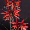 Amaryllis Sumatra - Hippeastrum Cybister