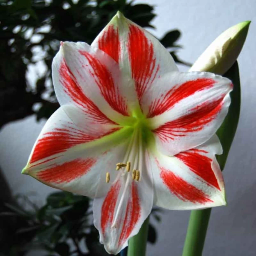 Amaryllis Clown 3 Amaryllis Clown
