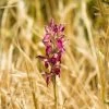 Anacamptis Sancta, Orchis Sacré - Orchidée Vivace -Plantes Séries Magasin Anacamptis sancta Orchis sacre Orchidee vivace copyright 18954 1