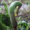 Arisaema Galeatum - Plante Cobra -Plantes Séries Magasin Arisaema galeatum 4180 1
