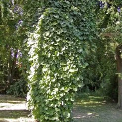 Aristoloche Durior - Aristoloche Siphon