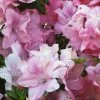 Azalée Hybride ENCORE® Debutante 1 Azalée Hybride ENCORE® Debutante -Plantes Séries Magasin Azalea Encore Debutante 88769 1