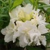 Azalée De Chine White Frills - Azalea Mollis 2 Azalée De Chine White Frills - Azalea Mollis -Plantes Séries Magasin Azalea de Chine White Frills 84827 1