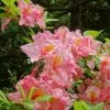 Azalée De Chine Cecile - Azalea Mollis