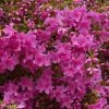 Azalée Du Japon Blue Danube - Rhododendron Hybride. -Plantes Séries Magasin Azalee du Japon Blue Danube 84801 1