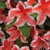 Azalée Japonaise - Azalea Japonica Ben Morrisson