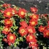 Rosier Bee's Paradise Light Red -Plantes Séries Magasin Bees Paradise Light Red 167202 1