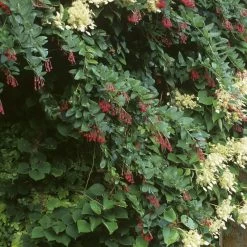 Berberidopsis Corallina - Plante Corail