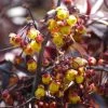 Berberis Thunderbolt® - Epine-vinette 1 Berberis Thunderbolt® - Epine-vinette -Plantes Séries Magasin Berberis Thunderbolt 85469 1