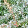 Berberis Media Red Jewel - Epine-vinette