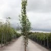 Betula Pendula Fastigiata - Bouleau Fastigié