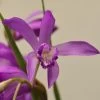 Bletilla Striata Soryu Blue Dragon - Orchidée Jacinthe Bleue 1 Bletilla Striata Soryu Blue Dragon - Orchidée Jacinthe Bleue -Plantes Séries Magasin Bletilla striata Soryu V 5034 1