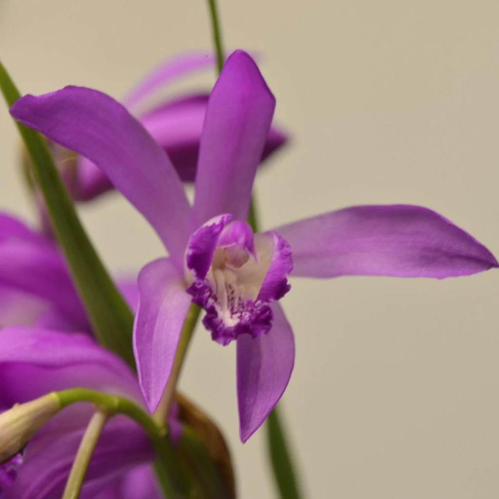 Bletilla Striata Soryu Blue Dragon - Orchidée Jacinthe Bleue 3 Bletilla Striata Soryu Blue Dragon - Orchidée Jacinthe Bleue