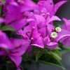 Bougainvillier Violet De Mèze 1 Bougainvillier Violet De Mèze -Plantes Séries Magasin Bougainvillea spectoglabra Violet de meze 83235 1