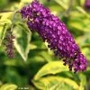 Buddleia Davidii Santana - Arbre à Papillons Panaché -Plantes Séries Magasin Buddleia davidii Santana 87573 1