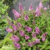 Buddleja Davidii Butterfly Butterfly Candy Little Pink - Arbre Aux Papillons Nain