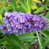 Buddleja Flutterby Peace - Arbre Aux Papillons -Plantes Séries Magasin Buddleja Flutterby Peace 100415 1