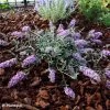 Buddleia Free Petite Lavender Flow - Arbre Aux Papillons