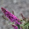Buddleja Pink Micro Chip - Arbre Aux Papillons Nain -Plantes Séries Magasin Buddleja Pink Micro Chip 84812 1