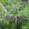 Buddleja Lindleyana - Arbre Aux Papillons De Lindley -Plantes Séries Magasin Buddleja lindleyana 83974 1