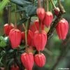 Crinodendron Hookerianum - Arbre Aux Lanternes 1 Crinodendron Hookerianum - Arbre Aux Lanternes -Plantes Séries Magasin CRINODENDRON HOOKERIANUM 781681 1