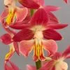 Calanthe Red Sunset - Orchidée Vivace -Plantes Séries Magasin Calanthe Red Sunset Orchidee vivace IF 18957 1