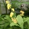 Calanthe Sieboldii - Orchidée De Jardin Jaune -Plantes Séries Magasin Calanthe sieboldii 80357 1