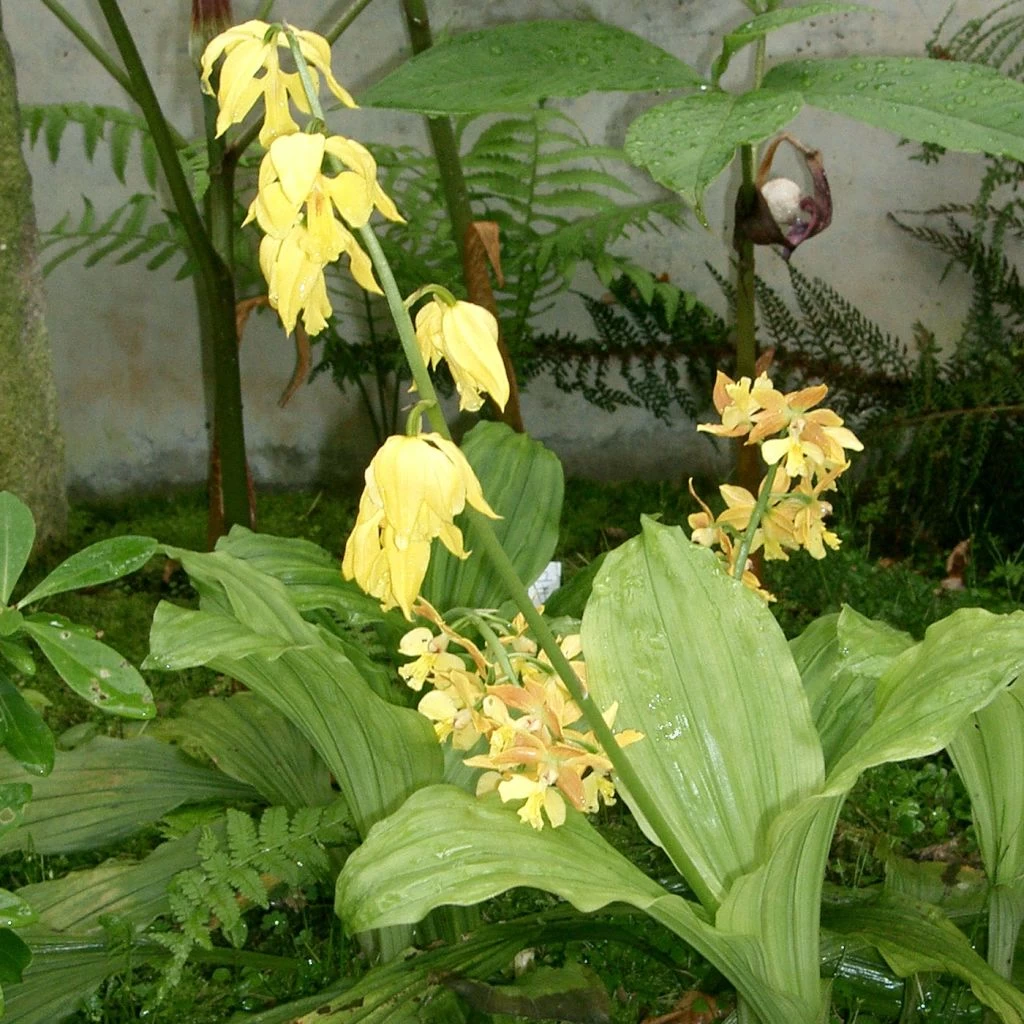 Calanthe Sieboldii - Orchidée De Jardin Jaune 3 Calanthe Sieboldii - Orchidée De Jardin Jaune