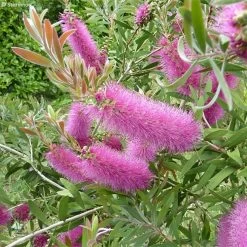 Callistemon Salignus Perth Pink - Rince Bouteille